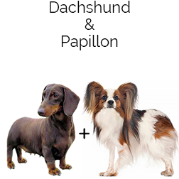 Papshund Dog